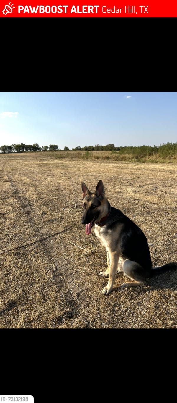 Lost Male Dog last seen Rabbit Ridge, Cedar Hill, TX 75104