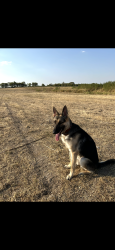 Lost Male Dog last seen Rabbit Ridge, Cedar Hill, TX 75104