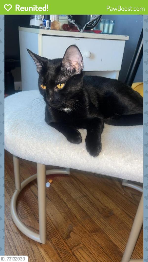 Reunited Female Cat last seen Near E31st pl, Tulsa, OK 74110