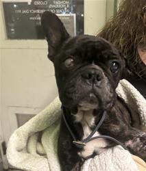 Shelter Stray Female Dog last seen , 1850 W 60th St, Los Angeles, CA 90047, USA