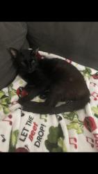 Shelter Stray Male Cat last seen Near BLK LOCUST AVE. LONG BEACH CA 90813, 7700 E Spring St, Long Beach, CA 90815, USA