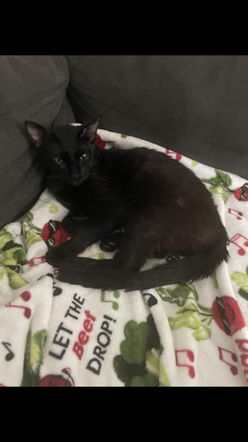 Shelter Stray Male Cat last seen Near BLK LOCUST AVE. LONG BEACH CA 90813, 7700 E Spring St, Long Beach, CA 90815, USA