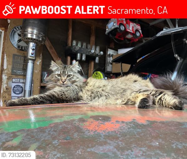 Lost Female Cat last seen Medowview, Sacramento, CA 95822