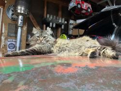 Lost Female Cat last seen Medowview, Sacramento, CA 95822