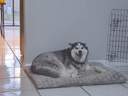 Reunited Female Dog last seen Jog Rd near Lantana, Greenacres, FL 33463