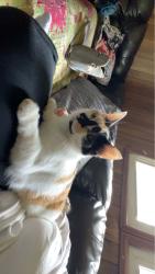Lost Female Cat last seen McLarty Lane, Crossville, Crossville, TN 38555