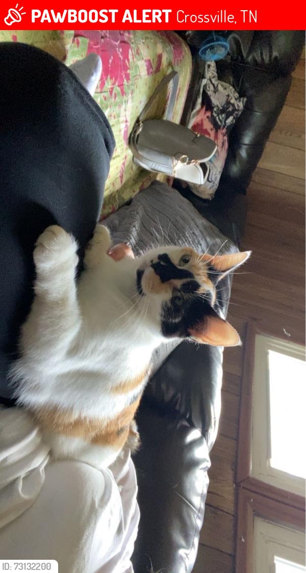 Lost Female Cat last seen McLarty Lane, Crossville, Crossville, TN 38555