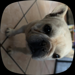 Reunited Male Dog last seen Martin Luther King, Sacramento, CA 95824