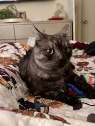 Reunited Male Cat last seen Manitou blvd observatory drive, Colorado Springs, CO 80905