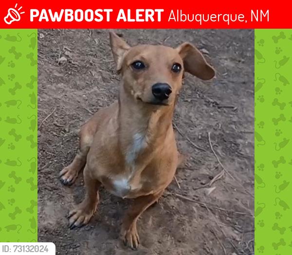 Lost Male Dog last seen Lomas blvd., Albuquerque, NM 87112