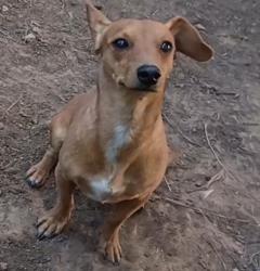 Lost Male Dog last seen Lomas blvd., Albuquerque, NM 87112