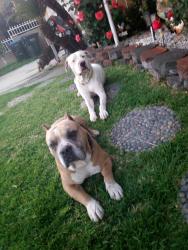 Lost Male Dog last seen Norwalk ca 90650, Norwalk, CA 90650