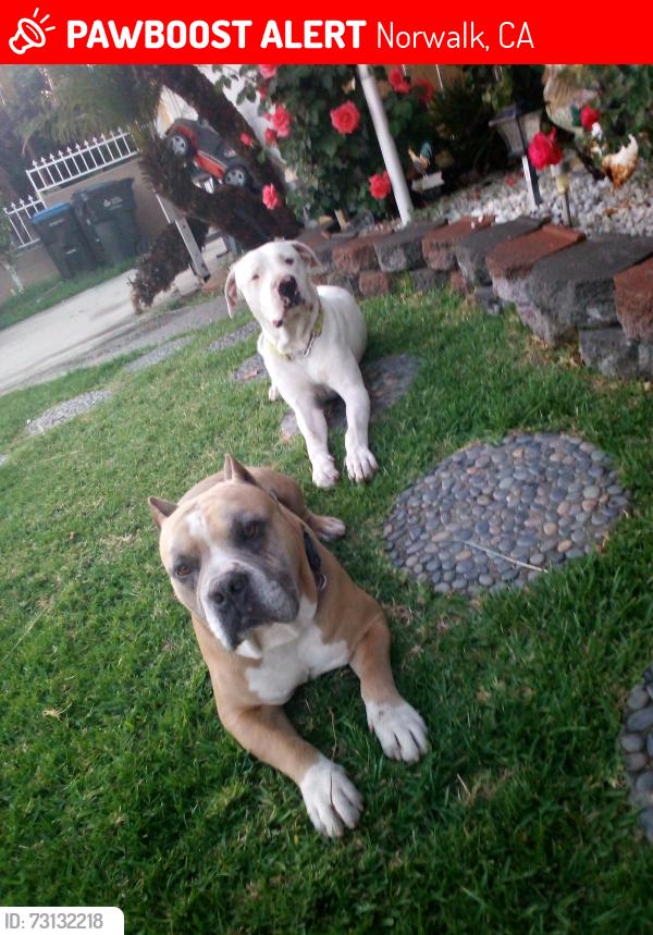 Lost Male Dog last seen Norwalk ca 90650, Norwalk, CA 90650