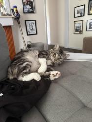 Lost Male Cat last seen Near white street Parkdale, Parkdale, VIC 3195