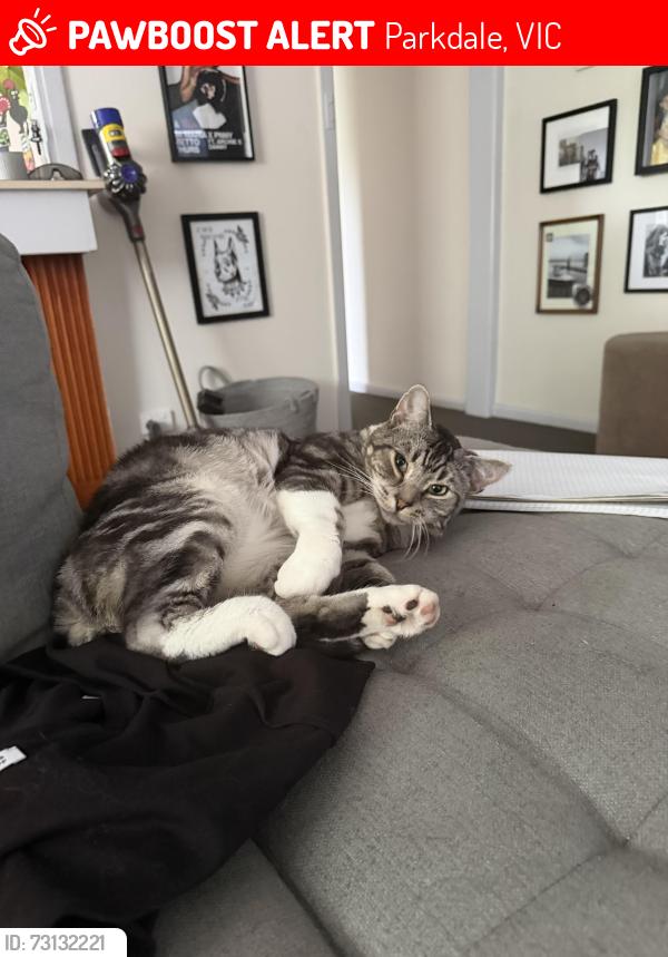 Lost Male Cat last seen Near white street Parkdale, Parkdale, VIC 3195