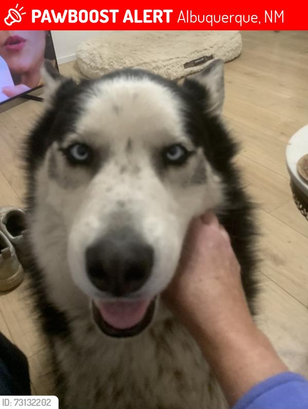 Lost Male Dog last seen Virginia and Trumbull, one block from Animal Humane, Albuquerque, NM 87108