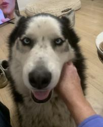 Lost Male Dog last seen Virginia and Trumbull, one block from Animal Humane, Albuquerque, NM 87108
