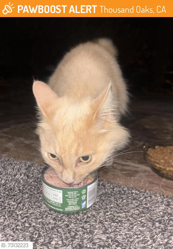 Found/Stray Unknown Cat last seen Camino Graciosa, Thousand Oaks, CA 91360