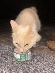 Found/Stray Unknown Cat last seen Camino Graciosa, Thousand Oaks, CA 91360