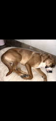 Reunited Male Dog last seen Masters, Dallas, TX 75217