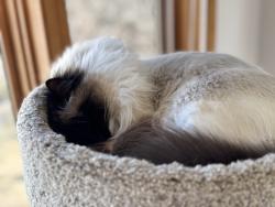 Reunited Female Cat last seen 18th Street & Lambert Ave NE, Saint Michael, MN 55376