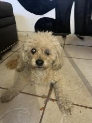 Reunited Male Dog last seen Gage ave, Huntington Park, CA 90255