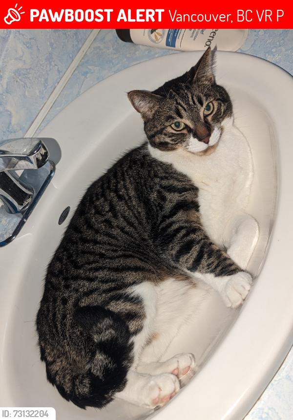 Lost Male Cat last seen Windermere high School, Vancouver, BC V5R 1P6