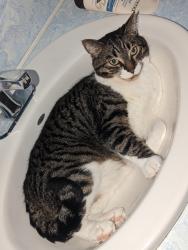 Lost Male Cat last seen Windermere high School, Vancouver, BC V5R 1P6