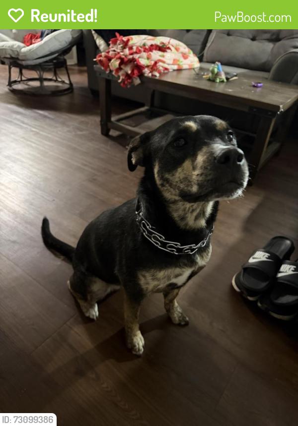 Reunited Female Dog last seen Oakland Cemetery, Saint Paul, MN 55101