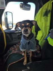 Reunited Male Dog last seen Near S Holt Rd, Indianapolis, IN 46241, USA, Indianapolis, IN 46241