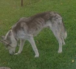 Reunited Unknown Dog last seen Lujon St. heading towards Pontenova Ave. & Hacienda Blvd, Hacienda Heights, CA 91745