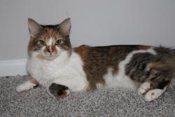 Reunited Female Cat last seen Carol Stream Police Dept, Greenway Apts., Carol Stream, IL 60188