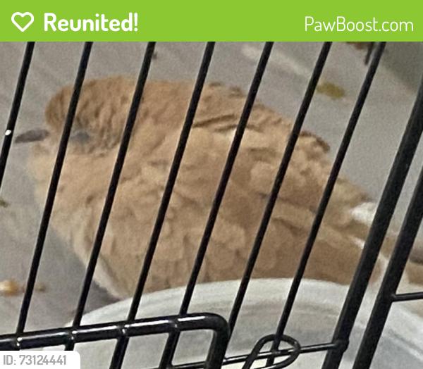 Reunited Male Bird last seen Hampton Dr, Sunnyvale, CA, 94087, Sunnyvale, CA 94087