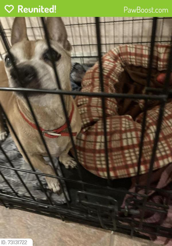 Reunited Male Dog last seen Marks and Kelsi Dunes, Henderson, NV 89014