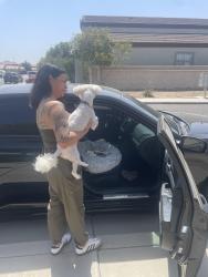 Reunited Male Dog last seen Near W Campbell Ave, Phoenix, AZ 85037