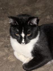 Found/Stray Unknown Cat last seen 24th Woolworth, Omaha, NE 68108
