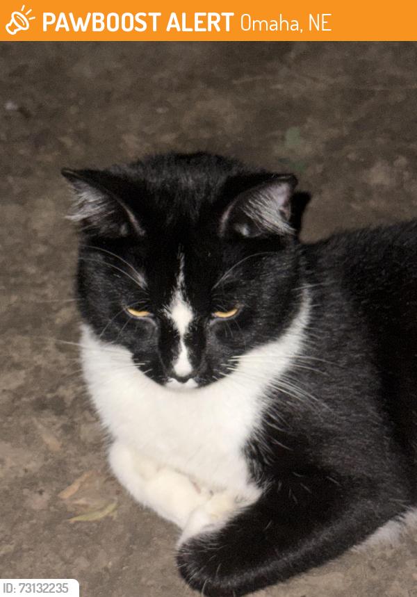 Found/Stray Unknown Cat last seen 24th Woolworth, Omaha, NE 68108