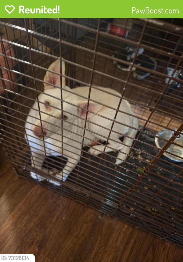 Reunited Female Dog last seen Nichols rd, Lithia, FL 33547