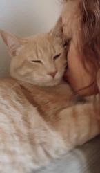 Lost Male Cat last seen McBean and Valencia and del monte and McBean, Santa Clarita, CA 91355