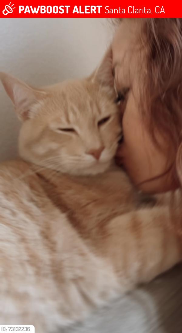 Lost Male Cat last seen McBean and Valencia and del monte and McBean, Santa Clarita, CA 91355