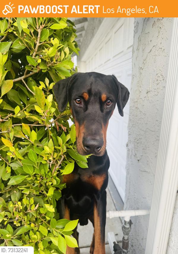 Found/Stray Male Dog last seen Bradley ave sylmar, Los Angeles, CA 91342