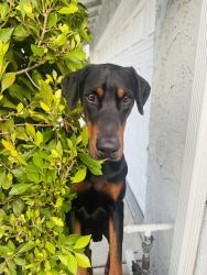Found/Stray Male Dog last seen Bradley ave sylmar, Los Angeles, CA 91342
