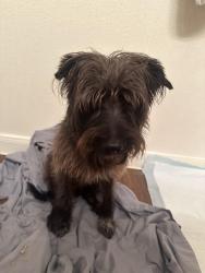 Reunited Male Dog last seen Mccoll and E Violet, McAllen, TX 78501
