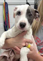 Shelter Stray Male Dog last seen Near Blue River Rd, 64132, MO, 7077 Elmwood Ave, Kansas City, MO 64132, USA