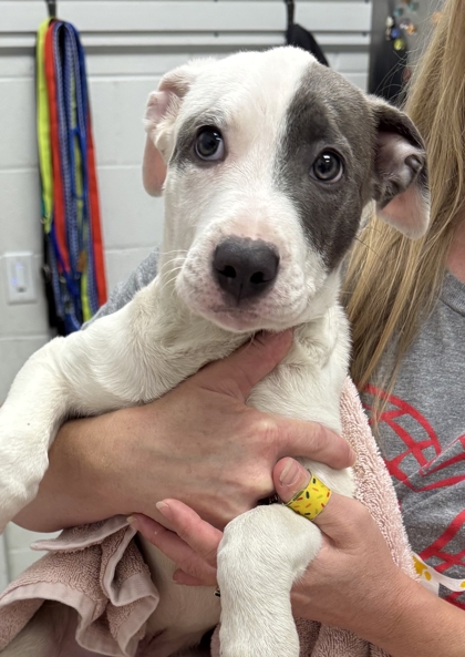 Shelter Stray Male Dog last seen Near Blue River Rd, 64132, MO, 7077 Elmwood Ave, Kansas City, MO 64132, USA
