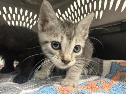 Shelter Stray Female Cat last seen Forest Ave KCMO 64110, 64110, MO, 7077 Elmwood Ave, Kansas City, MO 64132, USA