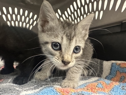 Shelter Stray Female Cat last seen Forest Ave KCMO 64110, 64110, MO, 7077 Elmwood Ave, Kansas City, MO 64132, USA