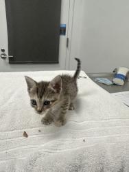 Shelter Stray Female Cat last seen Forest Ave KCMO 64110, 64110, MO, 7077 Elmwood Ave, Kansas City, MO 64132, USA
