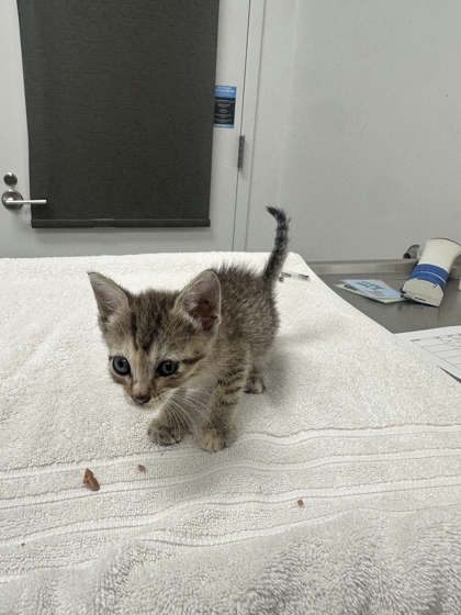 Shelter Stray Female Cat last seen Forest Ave KCMO 64110, 64110, MO, 7077 Elmwood Ave, Kansas City, MO 64132, USA