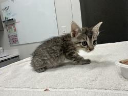 Shelter Stray Female Cat last seen Forest Ave KCMO 64110, 64110, MO, 7077 Elmwood Ave, Kansas City, MO 64132, USA